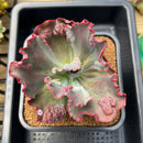 Echeveria Frill sp. 4"-5" Succulent Plant Cutting