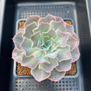 Echeveria 'Morning Light' 3"-4" Succulent Plant Cutting