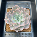 Echeveria 'Morning Light' 3"-4" Succulent Plant Cutting