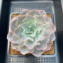 Echeveria 'Morning Light' 3"-4" Succulent Plant Cutting