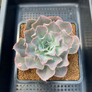 Echeveria 'Morning Light' 3"-4" Succulent Plant Cutting