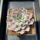 Echeveria 'Morning Light' 3"-4" Succulent Plant Cutting