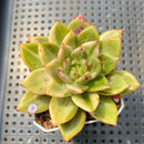 Echeveria 'Leopard' Variegated 3" Succulent Plant