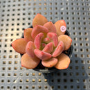 Echeveria 'Pink Champaign' 1" Succulent Plant