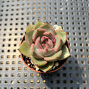 Echeveria ‘Serenade’ 1"-2” Succulent Plant