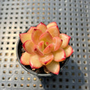 Echeveria 'Lovebird' 2" Succulent Plant