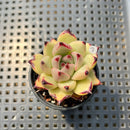Echeveria Agavoides 'Haiku' 2" Succulent Plant