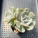 Echeveria 'Milk Purple' 2" Changhee Hybrid succulent Plant
