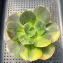 Echeveria 'Blue Metal' Variegated 3"-4" Succulent Plant