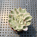 Echeveria 'White Princess' Variegated 1"-2" Succulent Plant