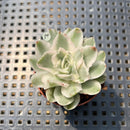 Echeveria 'White Princess' Variegated 1"-2" Succulent Plant