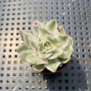 Echeveria 'White Princess' Variegated 1"-2" Succulent Plant