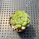Echeveria 'White Lover' Jelly Type 1" Succulent Plant