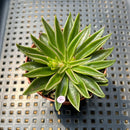 Echeveria Lutea 2"-3" (100% Grown In House) Succulent Plant