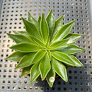 Echeveria Lutea 2"-3" (100% Grown In House) Succulent Plant