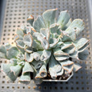 Echeveria 'Pignose' 3" Succulent Plant