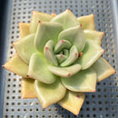 Echeveria 'Nutchi' 4" Succulent Plant