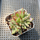 Echeveria Agavoides 'Elkhorn' Variegated Crested 2" Succulent Plant