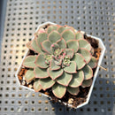 Echeveria 'Fantastic Fountain' 2” Succulent Plant