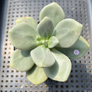 Cremnophila Nutans 2"-3" Succulent Plant