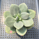 Cremnophila Nutans 2"-3" Succulent Plant