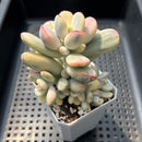 Cotyledon 'Orbiculata' Variegated Short Leaf 3" Cluster Succulent Plant