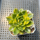 Echeveria Agavoides 'Gilva' Variegated 2" Succulent Plant