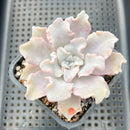Echeveria 'Crispate Beauty' 4" Succulent Plant