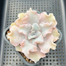 Echeveria 'Crispate Beauty' 4" Succulent Plant