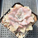 Echeveria 'Crispate Beauty' 4" Succulent Plant
