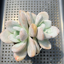 Graptoveria 'Raon' 4" Double Headed Succulent Plant