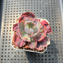 Echeveria 'Beyonce Rainbow' Variegated 2" Succulent Plant