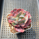 Echeveria 'Beyonce Rainbow' Variegated 2" Succulent Plant