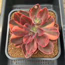 Echeveria 'Hanaikada' Variegated 4"-5" Succulent Plant Cutting