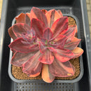 Echeveria 'Hanaikada' Variegated 4"-5" Succulent Plant Cutting