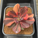 Echeveria 'Hanaikada' Variegated 4"-5" Succulent Plant Cutting