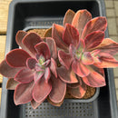 Echeveria 'Hanaikada' Variegated 6"-7" Succulent Plant Cutting