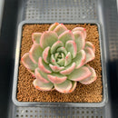 Echeveria 'Pink Champaign' Variegated 3" Succulent Plant Cutting