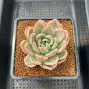 Echeveria 'Pink Champaign' Variegated 3" Succulent Plant Cutting