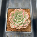 Echeveria 'Pink Champaign' Variegated 3" Succulent Plant Cutting