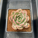 Echeveria 'Pink Champaign' Variegated 3" Succulent Plant Cutting