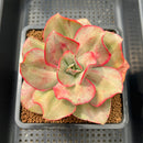 Echeveria 'Minigosaong' Variegated 3" Succulent Plant Cutting
