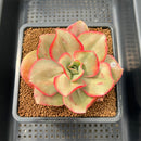 Echeveria 'Minigosaong' Variegated 3" Succulent Plant Cutting