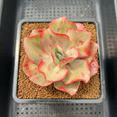 Echeveria 'Minigosaong' Variegated 3" Succulent Plant Cutting
