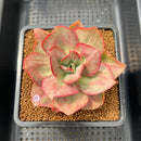Echeveria 'Minigosaong' Variegated 3" Succulent Plant Cutting