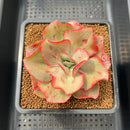 Echeveria 'Minigosaong' Variegated 3" Succulent Plant Cutting