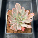 Echeveria 'Holwayi' Variegated 2"-3" Succulent Plant Cutting