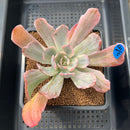 Echeveria 'Holwayi' Variegated 2"-3" Succulent Plant Cutting