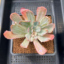 Echeveria 'Holwayi' Variegated 2"-3" Succulent Plant Cutting