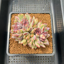 Echeveria 'Purple Peach' 3" Succulent Plant Cutting